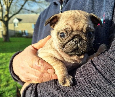 Carlin - (Sans Affixe)