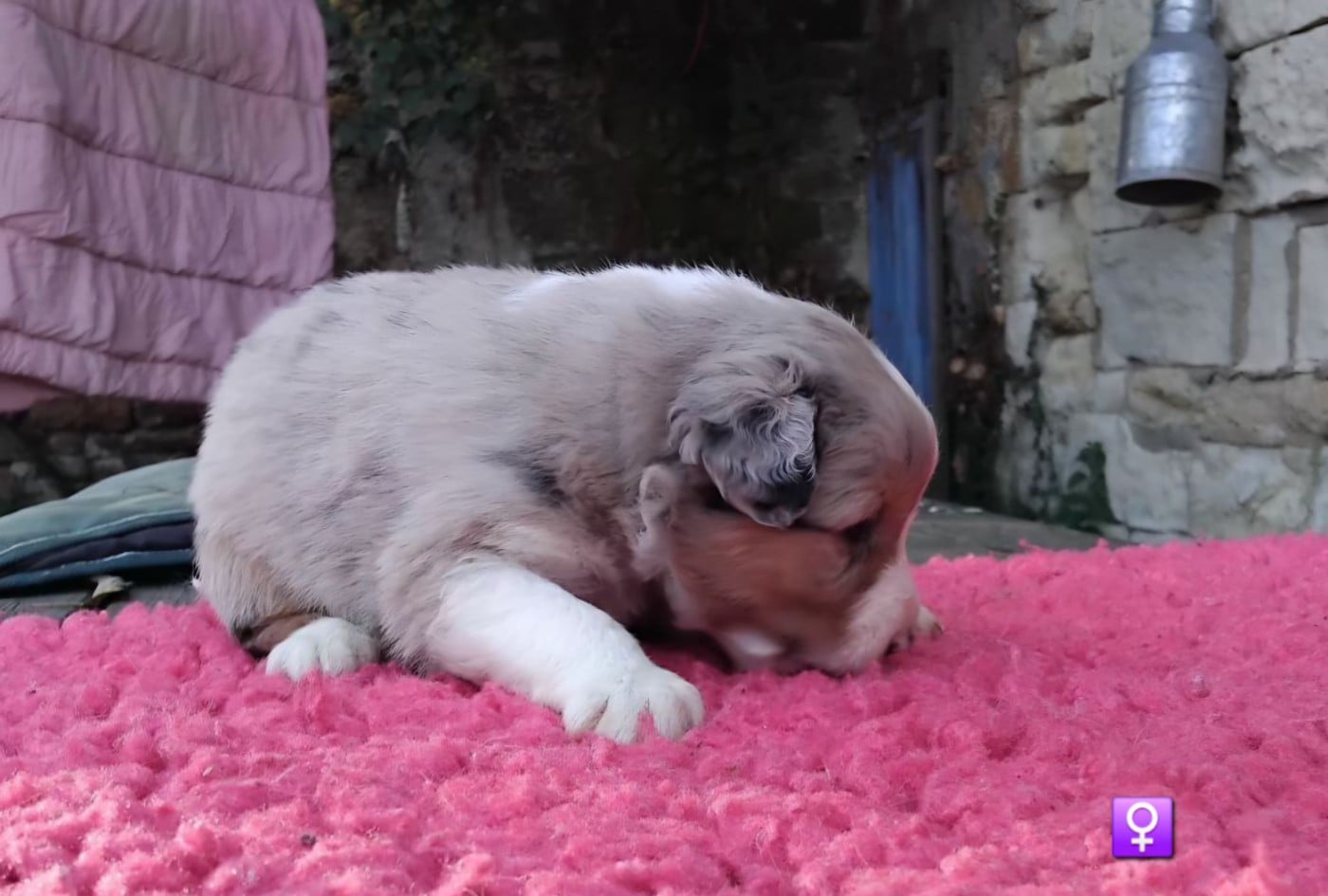 Berger Australien - De La Forêt D'Orla