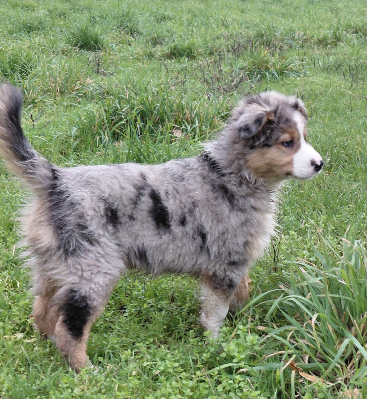 Berger Australien - De La Forêt D'Orla