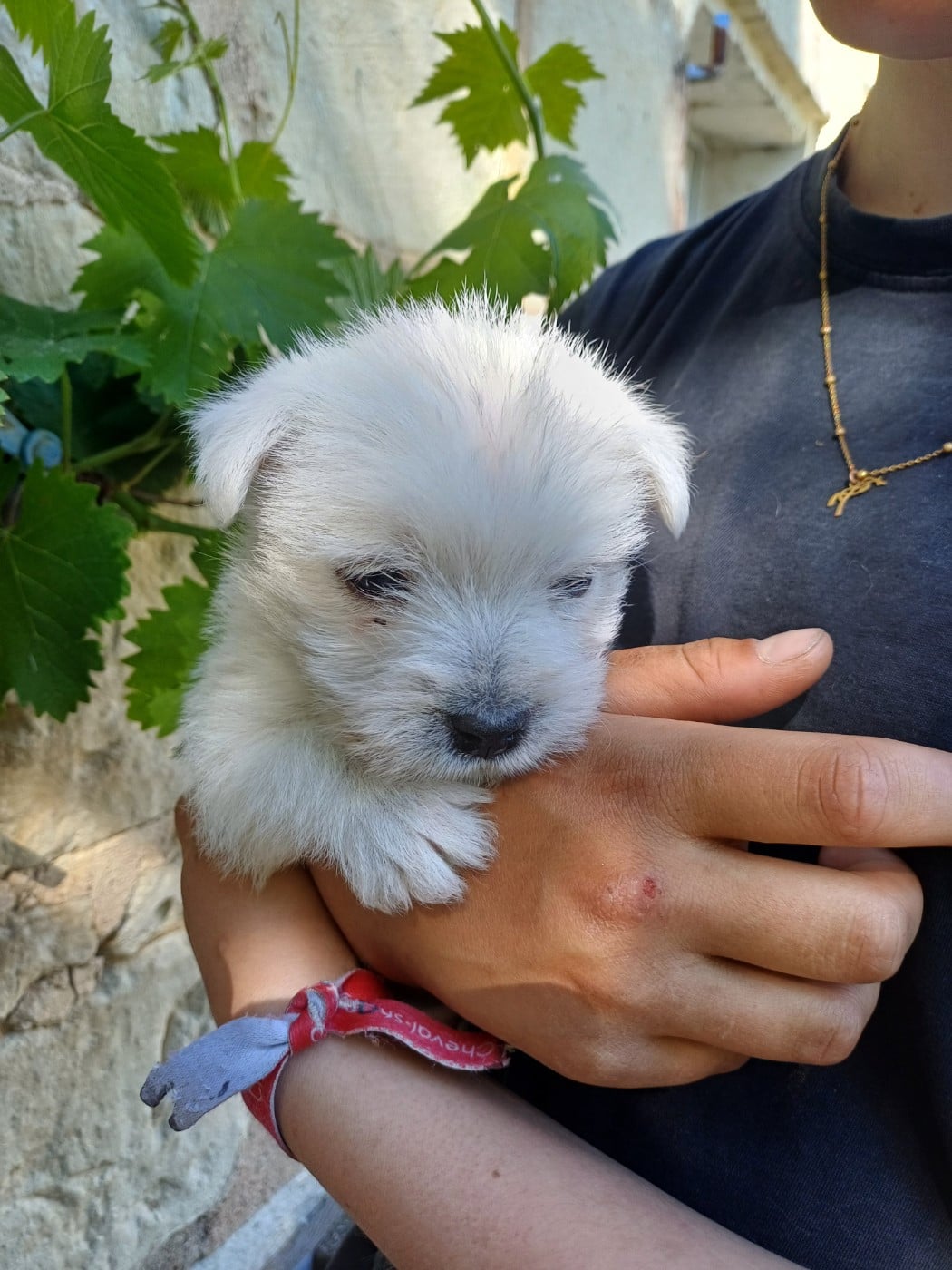 Chiot N°1 - West Highland White Terrier