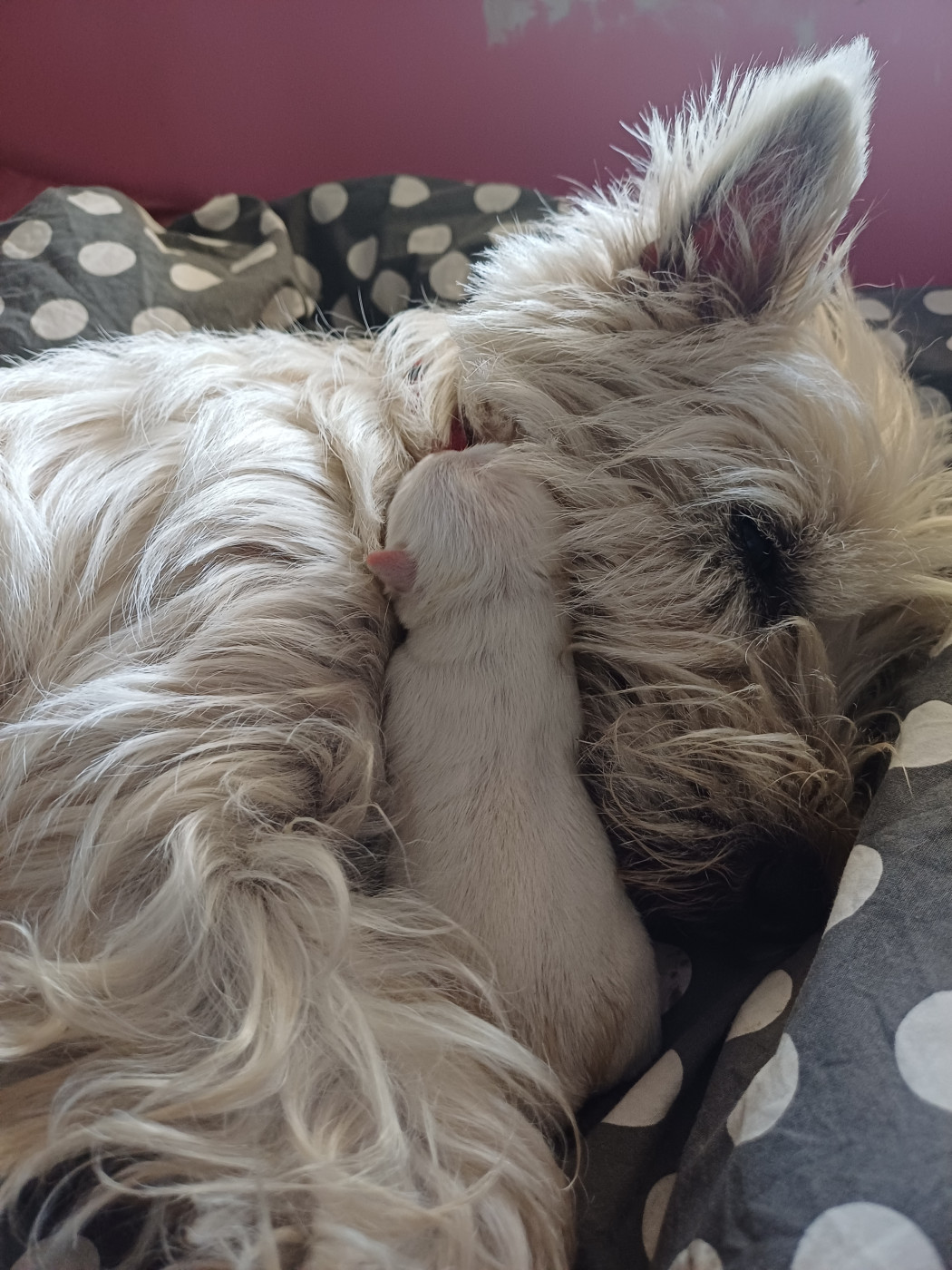 West Highland White Terrier - De La Forêt D'Orla