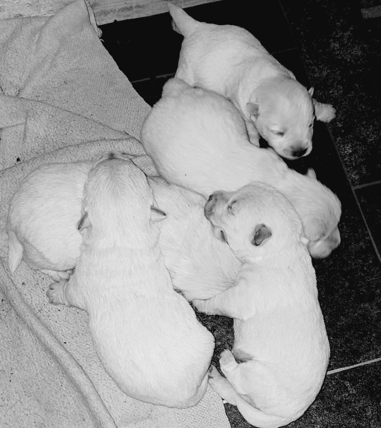 Chiot N°2 - West Highland White Terrier