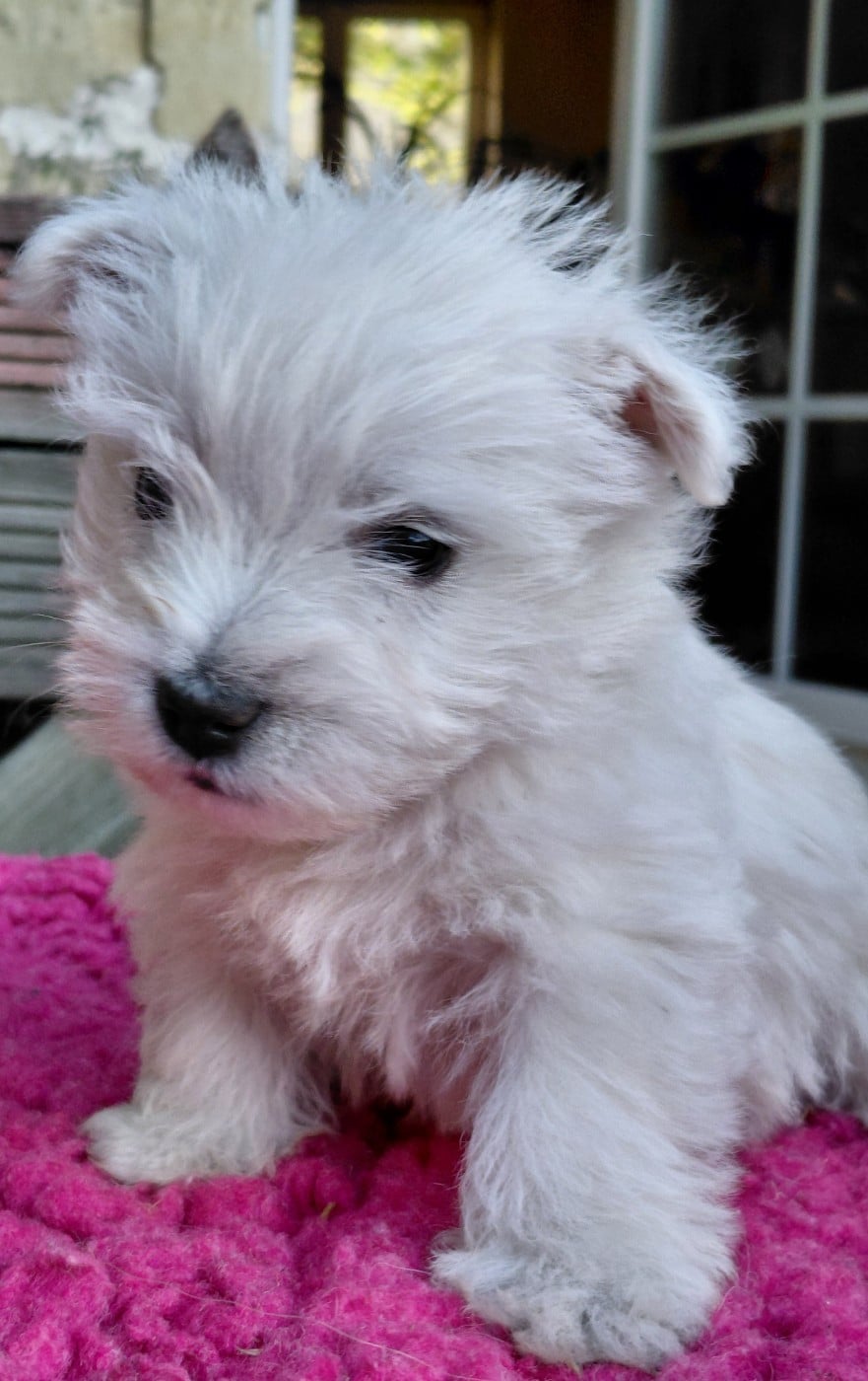 Chiot N°4 - West Highland White Terrier