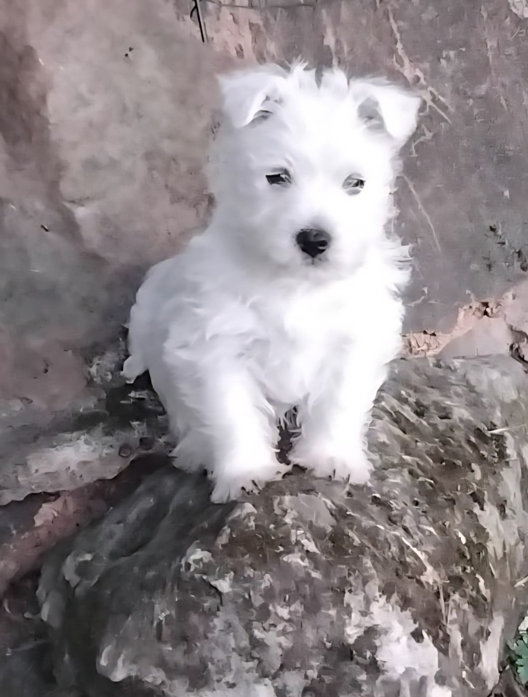 Chiot N°5 - West Highland White Terrier