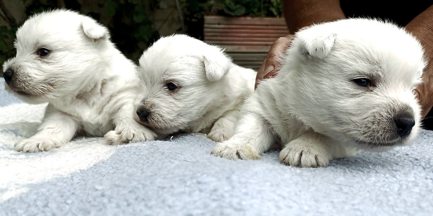 West Highland White Terrier - De La Forêt D'Orla