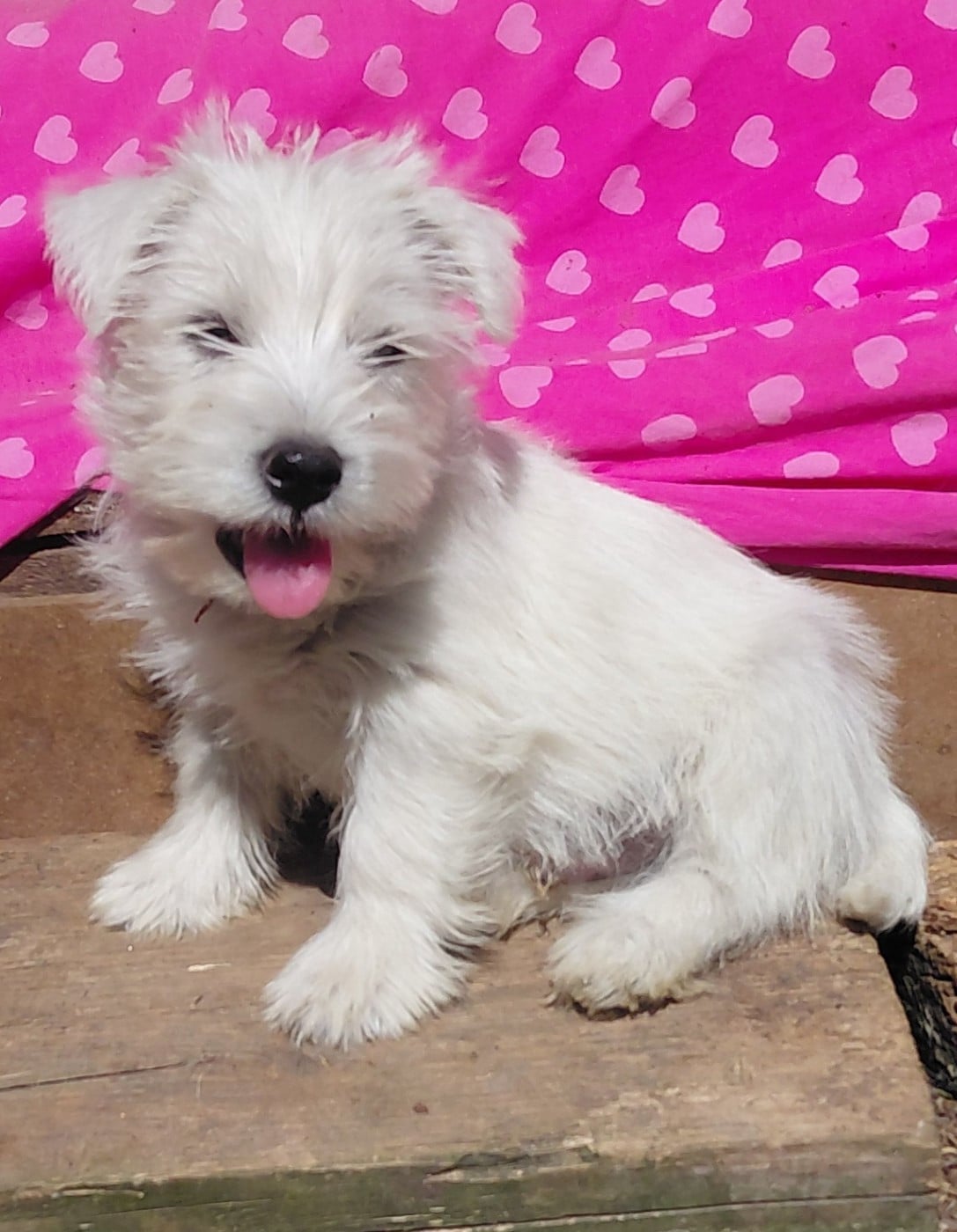 Chiot N°1