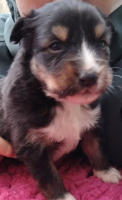 Les chiots de Berger Australien