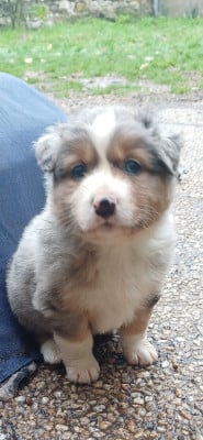 Les chiots de Berger Australien