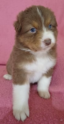 Les chiots de Berger Australien