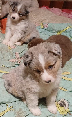 Les chiots de Berger Australien