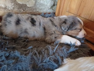 Les chiots de Berger Australien