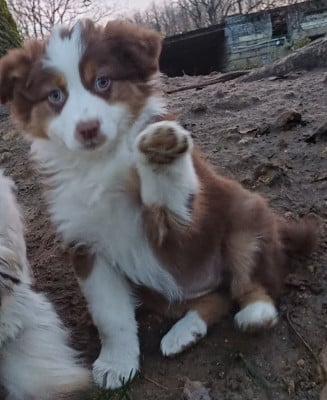 CHIOT 2 - Berger Australien