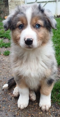 CHIOT 5 - Berger Australien