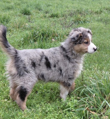 Les chiots de Berger Australien