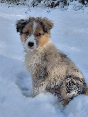 Les chiots de Berger Australien