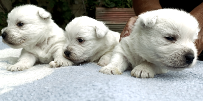Les chiots de West Highland White Terrier
