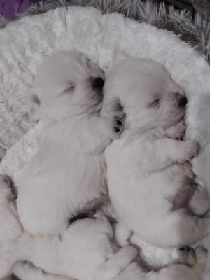 Les chiots de West Highland White Terrier