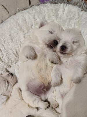 Les chiots de West Highland White Terrier