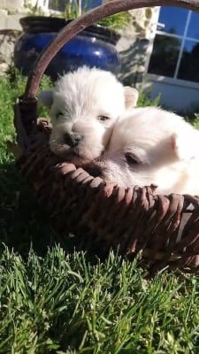 Les chiots de West Highland White Terrier