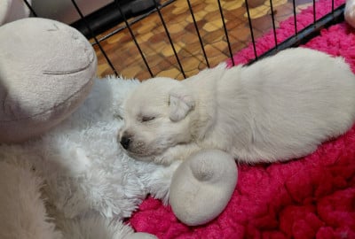Les chiots de West Highland White Terrier