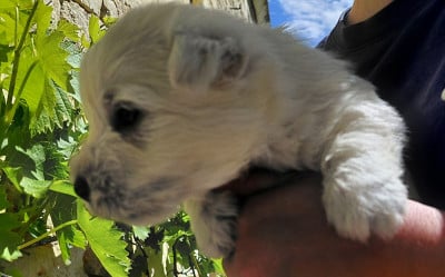 Les chiots de West Highland White Terrier