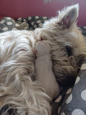 Chiot N°4 - West Highland White Terrier