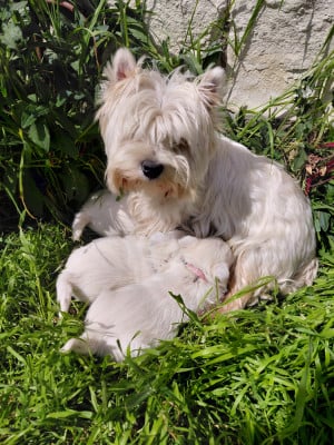 Les chiots de West Highland White Terrier