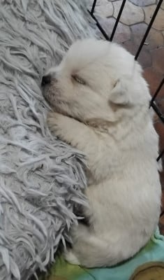 Les chiots de West Highland White Terrier