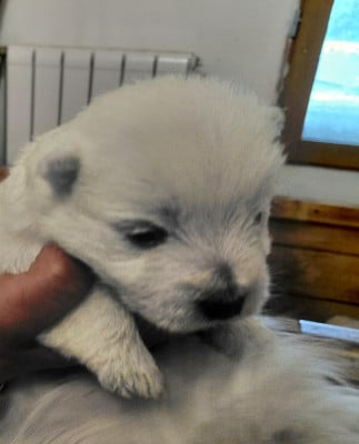 Les chiots de West Highland White Terrier