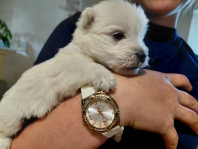 Les chiots de West Highland White Terrier