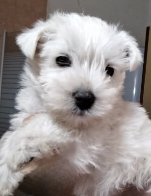 Les chiots de West Highland White Terrier