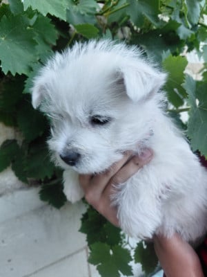 Les chiots de West Highland White Terrier