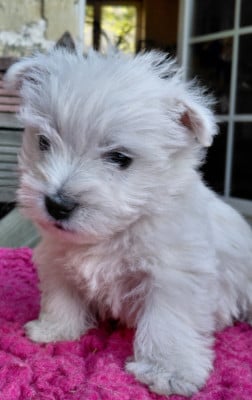 Les chiots de West Highland White Terrier