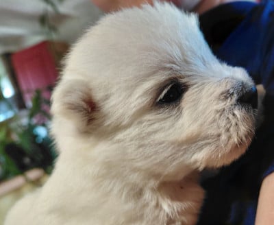 Les chiots de West Highland White Terrier