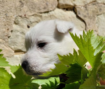 Les chiots de West Highland White Terrier