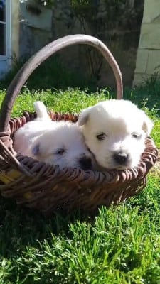 Les chiots de West Highland White Terrier