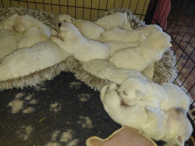 Les chiots de West Highland White Terrier
