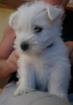 Les chiots de West Highland White Terrier