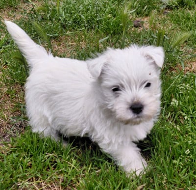 Les chiots de West Highland White Terrier