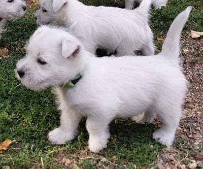 Les chiots de West Highland White Terrier