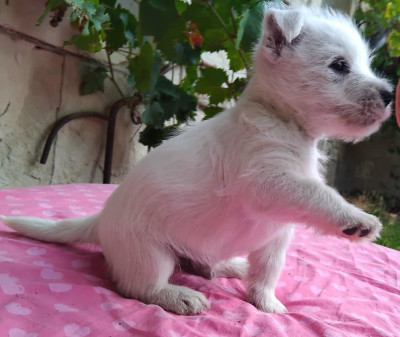 Les chiots de West Highland White Terrier
