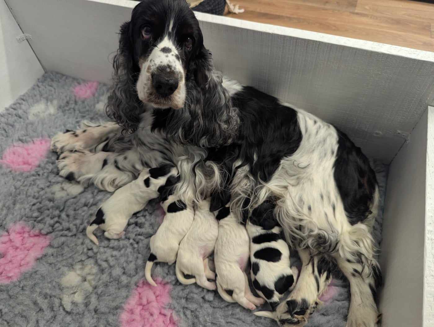 Cocker Spaniel Anglais - Domaine D'ostrale