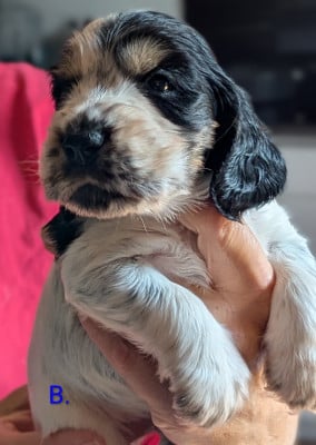 Les chiots de Cocker Spaniel Anglais
