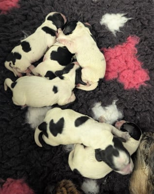 Les chiots de Cocker Spaniel Anglais