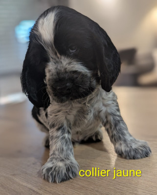 Les chiots de Cocker Spaniel Anglais