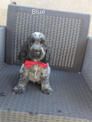 Les chiots de Cocker Spaniel Anglais