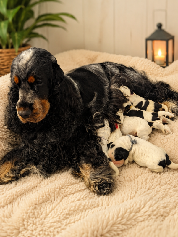 Cocker Spaniel Anglais - Domaine D'ostrale