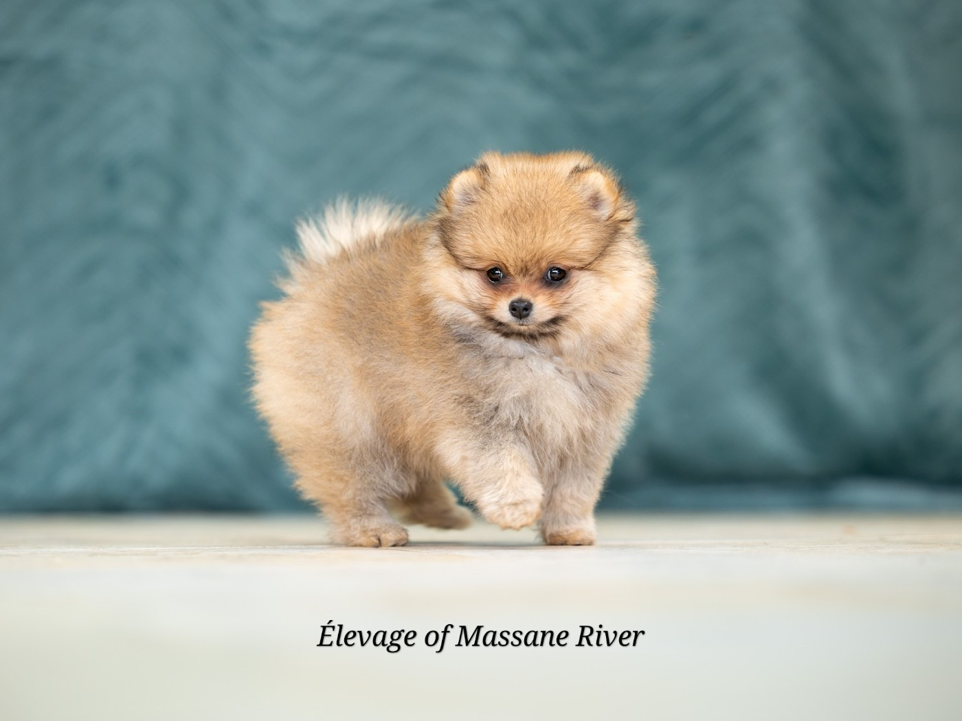 Bridgerton Colin Of Massane River