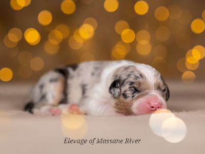 Les chiots de Berger Australien