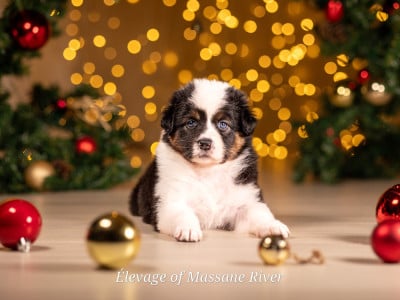 Les chiots de Berger Australien